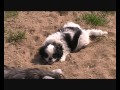 BAMBULKO a naši psi z Dvořákova sadu, 1.dubna 2011, I., video