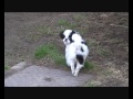 BAMBULKO a naši psi z Dvořákova sadu, 1.dubna 2011, II., video