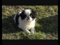 BAMBULKO a naši psi z Dvořákova sadu, 24.března 2011, video
