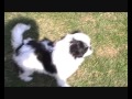 BAMBULKO a naši psi z Dvořákova sadu, 29.března 2011, video