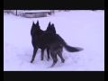 naši psi a sníh, 15.prosince 2010