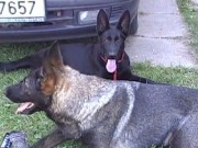 Naši psi "z Dvořákova sadu", 19.srpna 2012