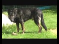 Naši psi z Dvořákova sadu, 5.září 2010, video