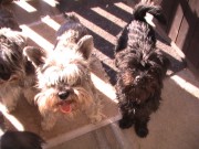 Naši psi, 26.června 2012